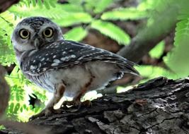 hunting spotted owlet
