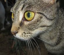 tabby cat with expressive green eyes