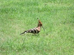 Hoopoe Bird on a grass