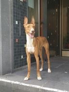 dog near the entrance to the building