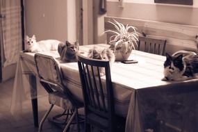 domestic cats lying on the table