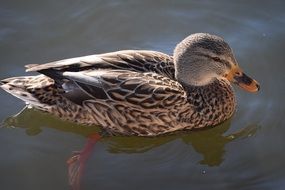Mallard on the water