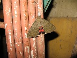 grey red butterfly