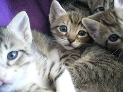 kittens close up