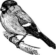 Bullfinch, Bird Perched Branch, black and white drawing