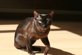 angry Black Cat with sharp teeth