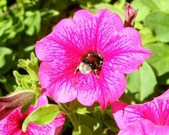 bumblebee on a bright flower