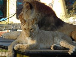 predators in the wildlife park