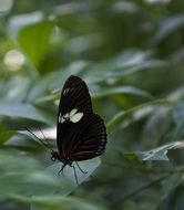 black butterfly with white spot