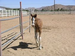 Baby Horse Calf in the paddock on the farm