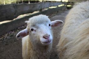 charming white lamb