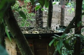Bees Insect feeding close