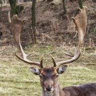 Deer in the woods in winter