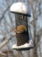 Goldfinch bird in the wildlife