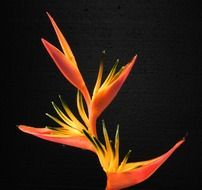 orange flower on dark background
