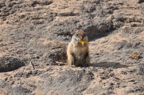 squirrel sitting on a mountain