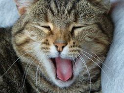 Colorful sleepy tabby cat with open mouth