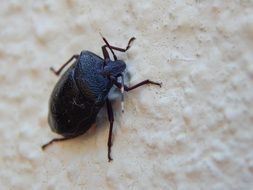 arthropod insect