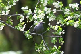 Catbird in the wildlife