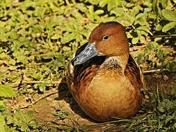 nesting duck