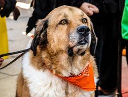 saint bernard is a breed of dog