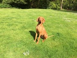 brown purebred dog on green grass