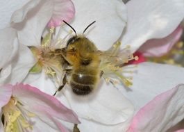 bumblebee closeup