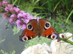 Butterfly sitting on a blossoms