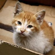 red kitten in a cardboard box close up