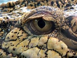 large reptile eye close up