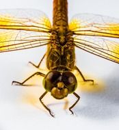 yellow dragonfly closeup