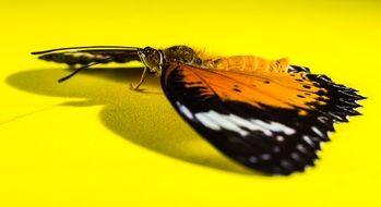 butterfly on the yellow area