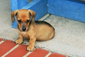 little puppy dachshund