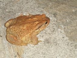 brown frog on the pavement