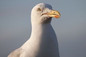 seagull on the sky background