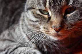 tiger cat close up