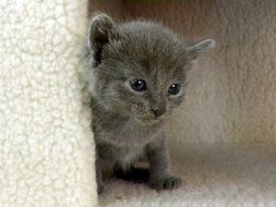 gray little kitty