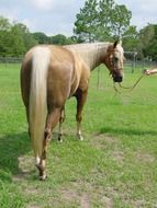 Arabian horse with a golden mane