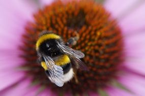 bee collects nectar on a flower close-up
