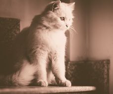 Cat sepia photo