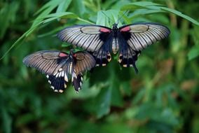 black butterflies on a green plant