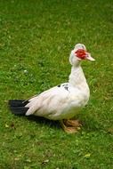 Old duck on the green grass