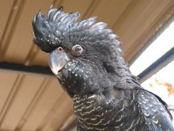 gray cockatoo in a large aviary
