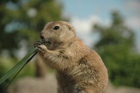 rodent eats grass
