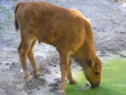 bison drinks water