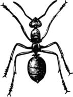 black and white graphic image of termite in detail