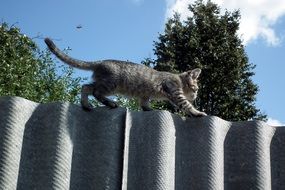 the kitten walks on the fence