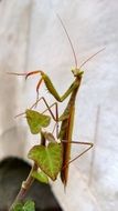 mantis on a potted plant