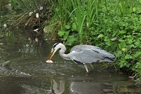 gray heron in the water near the green bush