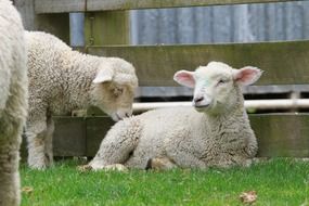 domestic sheep in New Zealand
